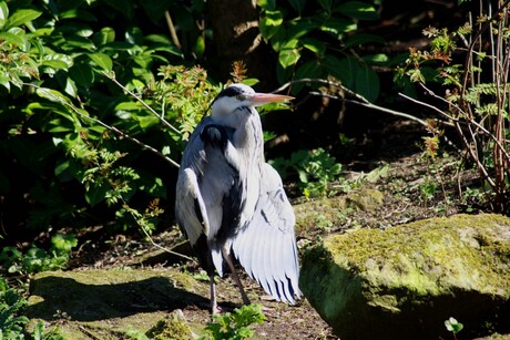 reiger