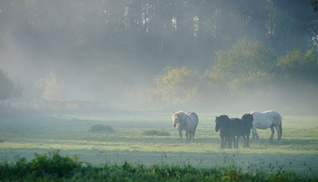 paardjes in de mist