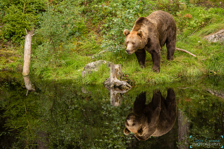 Brown bear and his buddy