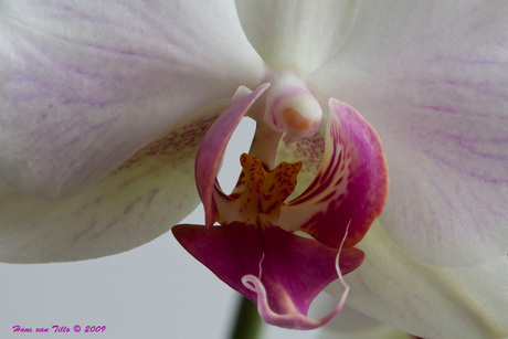 Orchidee