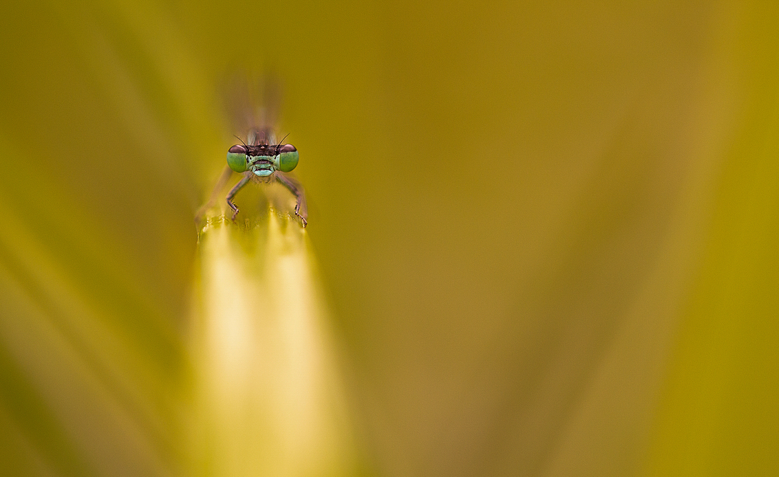 what are you searching for.... - deze juffer liet mij weer eens zien dat als je iets zoekt je dat ook zult vinden. Maar....als je gewoon kijkt zul je dat tegenkomen wat je geest zal  - foto door stanost op 14-08-2019 - deze foto bevat: macro, zon, juffer, natuur, geel, zomer, dof, bokeh