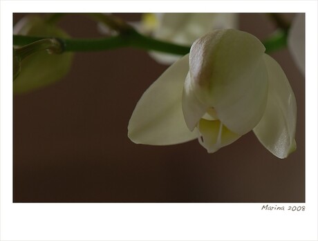 Orchidee!