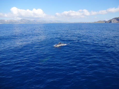 Uitzicht met dolfijn