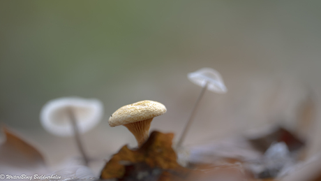 ZoomNL Dorstpaddestoelendag met MacroDaan en Dennis