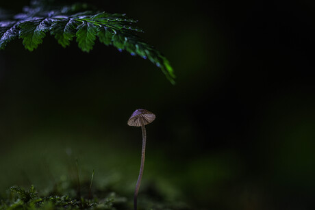 onder moeders..........