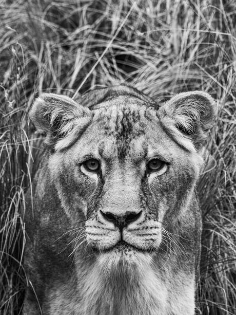 Leeuwin in zwart/wit