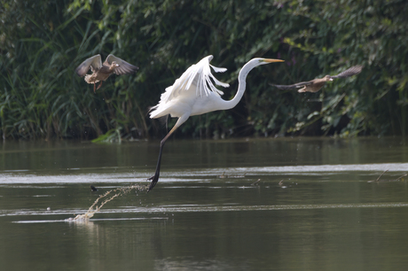 grote zilverreiger