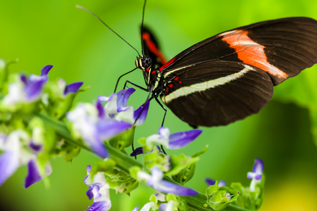 Beautiful Butterfly