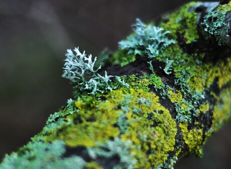 Leven op de boomschors