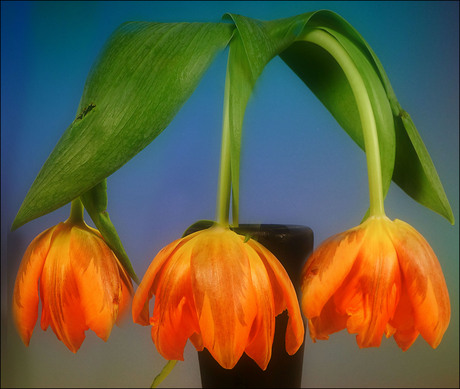 een drie voor Oranje.................................