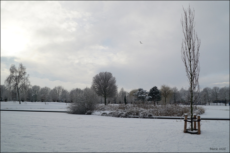 Sneeuwlandschap