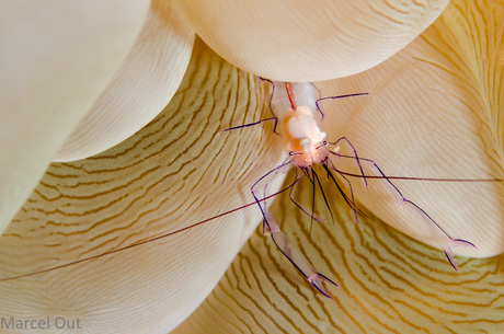 Bubble coral shrimp