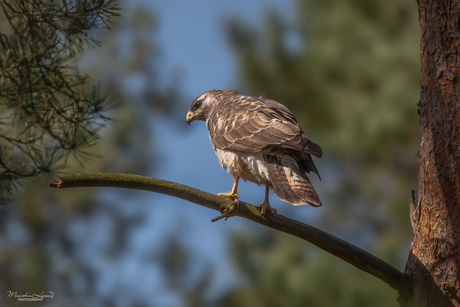 Buizerd