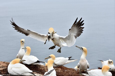 Cliff Landing