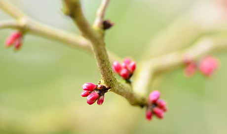 Het begin van de lente