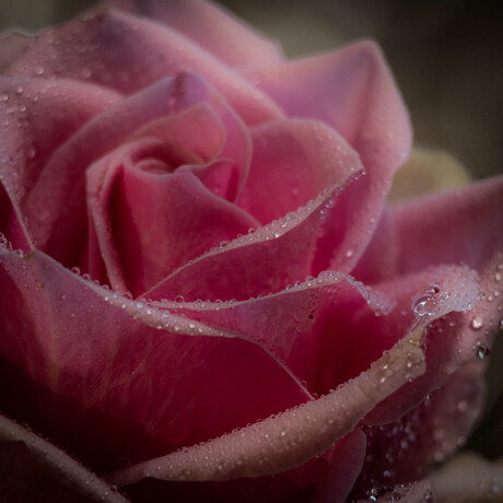 Waterdruppels op de roos