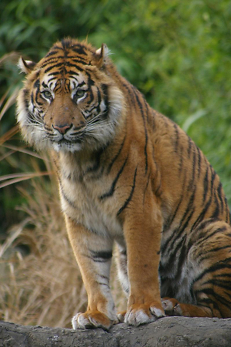 tijger