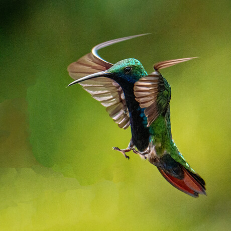 Vogels uit Colombia