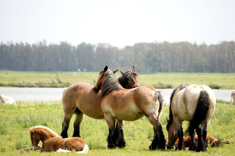 Polderlandschap