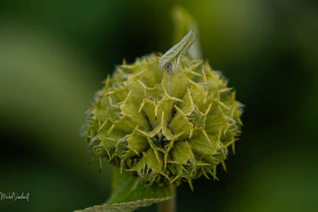 In de tuin