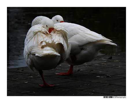 Uit de wind