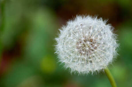 dandelion