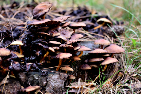 paddenstoelen