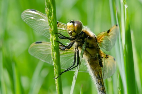 Viervleklibelle in La Brenne (Frankrijk)