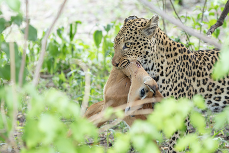 Voorzichtig de maaltijd verplaatsen