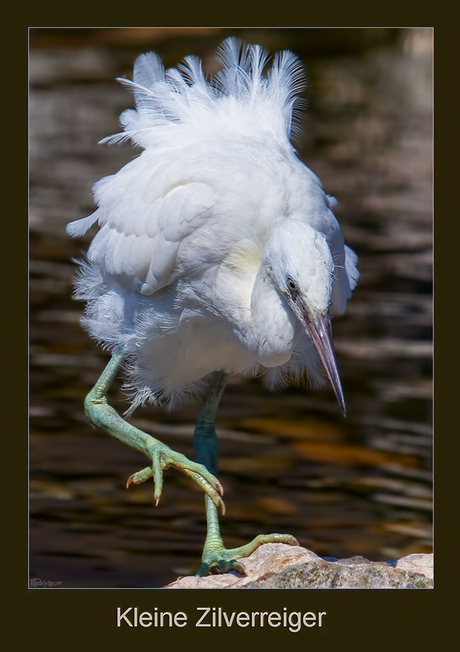 Zilverreiger