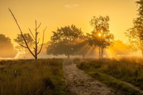 Zonneharp