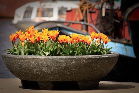 Tulpen uit Amsterdam