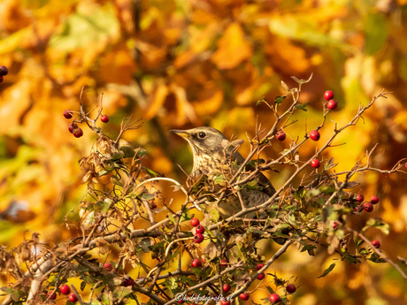 Kramsvogel/Lijster