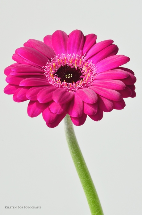 Roze gerbera