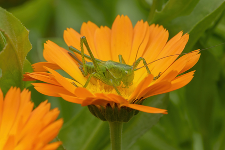 Grote groene sabelsprinkhaan