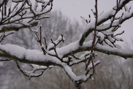 Als de eerste sneeuw gevallen is