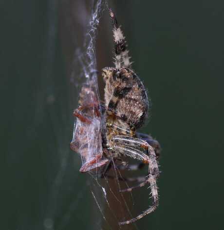 Tussen spin en prooi.