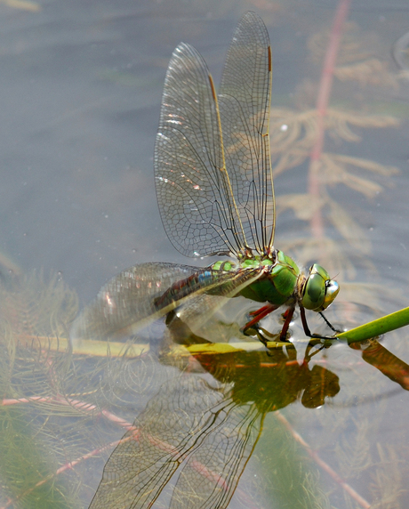 Libelle