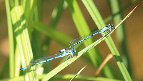 blauwe waterjuffers