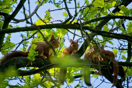 Familie eekhoorn