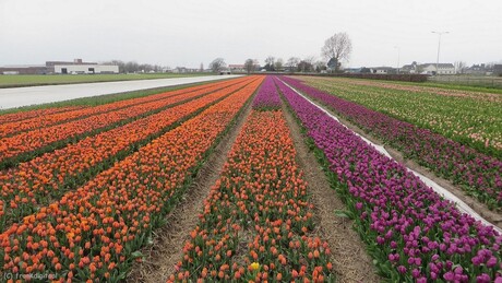 Tulpenveld