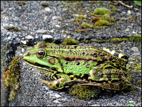 groentje