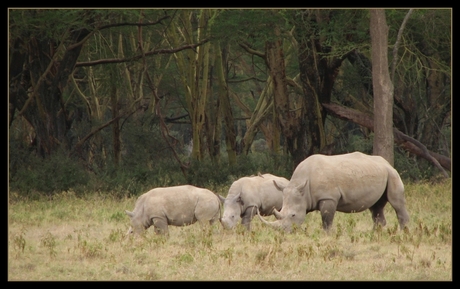 De familie neushoorn ...