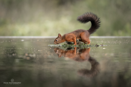 Eekhoorn in het water 