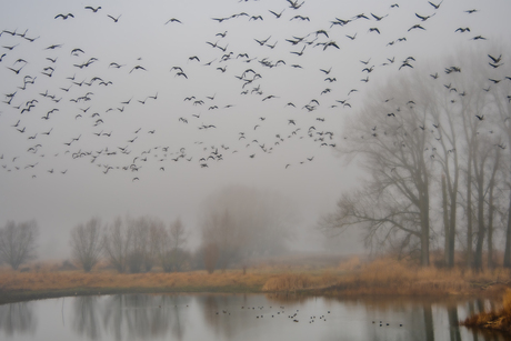 Mist boven de polder