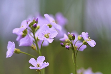 Pink Spring