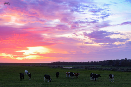 Koeien in het hegewiersterfjild