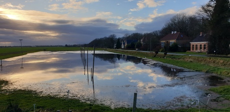 Ijsbaan woudbloem