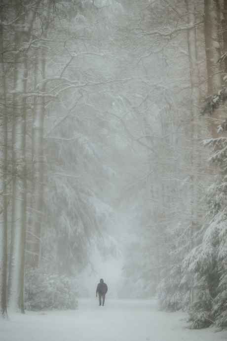 Wandeling in het Bos