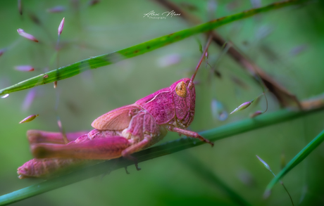 Roze sprinkhaan